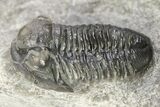 Detailed Gerastos Trilobite Fossil - Morocco #273437-2